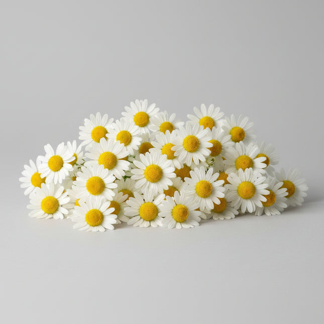 Chamomile Seeds – Heirloom Aromatic Tea & Pollinator Favorite