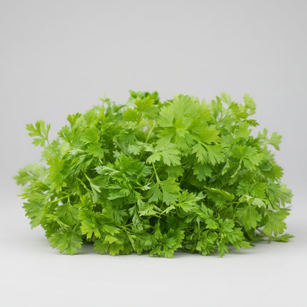 Parsley Chervil (French Parsley) Seeds – Heirloom Culinary Herb