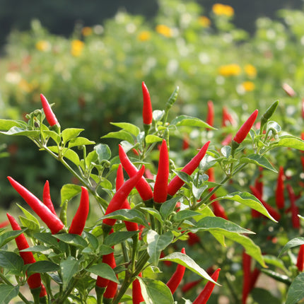 Poivre, piment