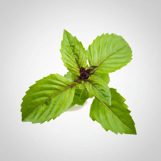 Basil Cinnamon Seeds – Heirloom Specialty Herb