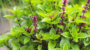 Cinnamon Basil