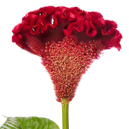Zinnia, mélange de State Fair