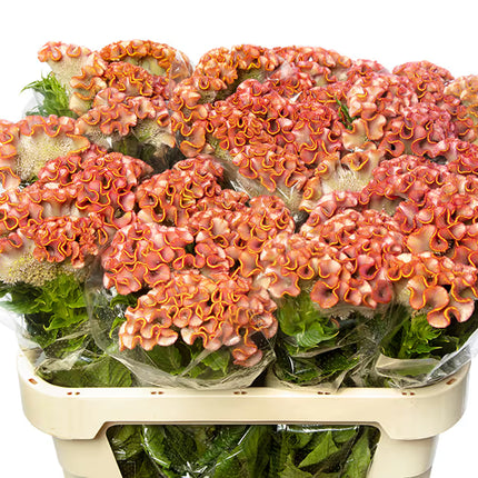 Zinnia, mélange de State Fair
