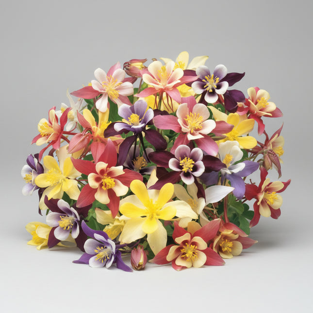 Columbine Mixed Seeds – Heirloom Classic Cottage Favorite