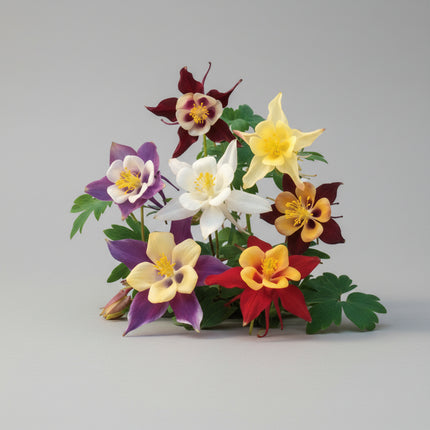 Columbine McKana Giants Seeds – Heirloom
