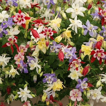 Columbine McKana Giants Seeds – Heirloom