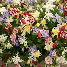 Columbine, McKana Giants