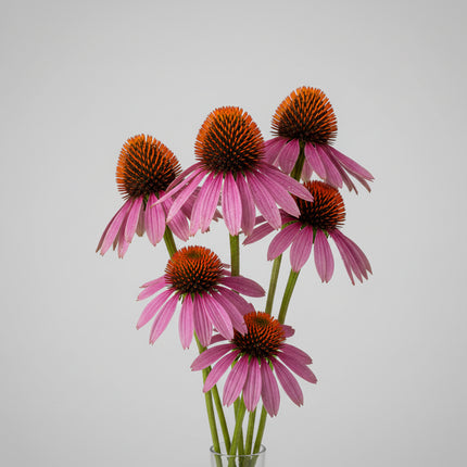 Échinacée, violette