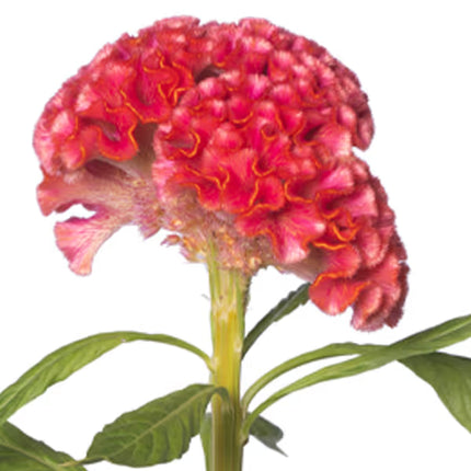 Zinnia, mélange de State Fair