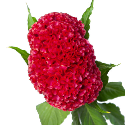 Zinnia, mélange de State Fair