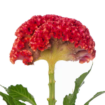Zinnia, mélange de State Fair