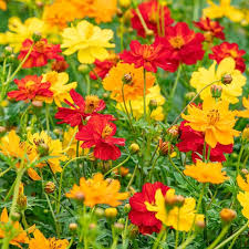 Cosmos, Bright Lights