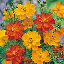 Cosmos, Bright Lights