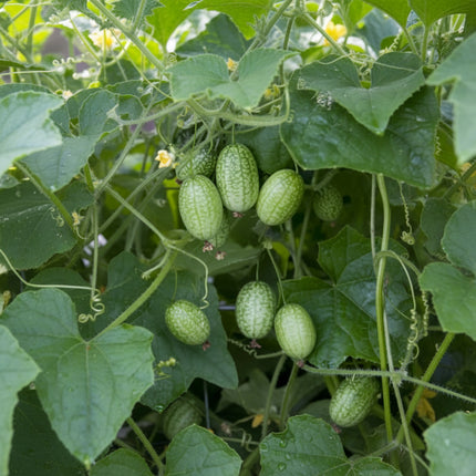 Cucamelon Seeds – Heirloom Mexican Sour Gherkin Specialty Crop