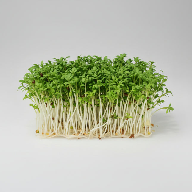 Cress Curled Peppergrass Seeds – Heirloom Fast-Growing Zesty Favorite