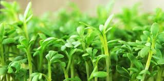 Cress, Curly (Garden Cress)