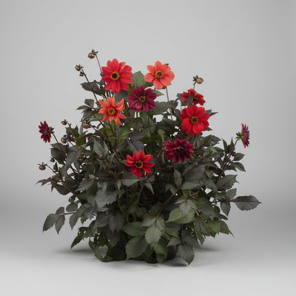 Dahlia, les enfants de l'évêque