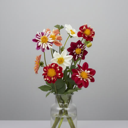 Mélange de dahlias et de cactus nains