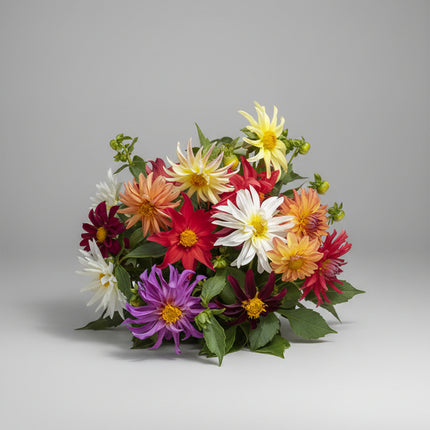 Mélange de dahlias et de cactus nains