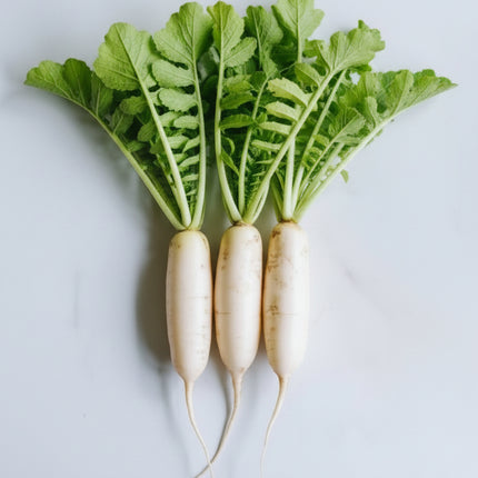Radis, daikon