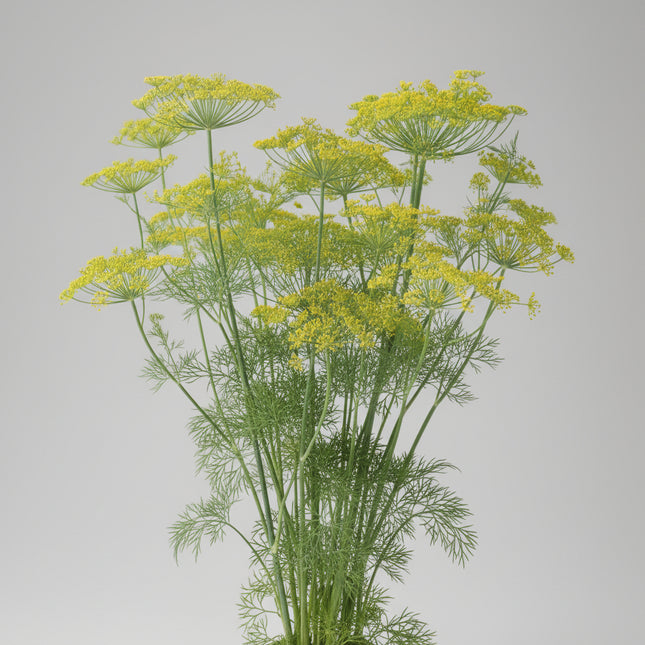Dill Seeds – Heirloom Aromatic Culinary & Pollinator Favorite
