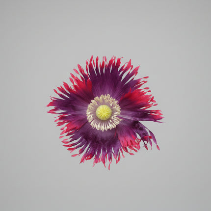 Poppy, la reine du drame