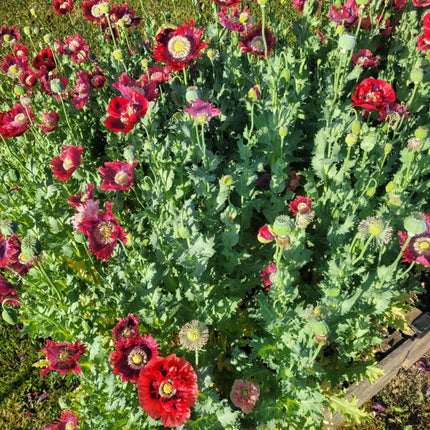 Poppy, la reine du drame