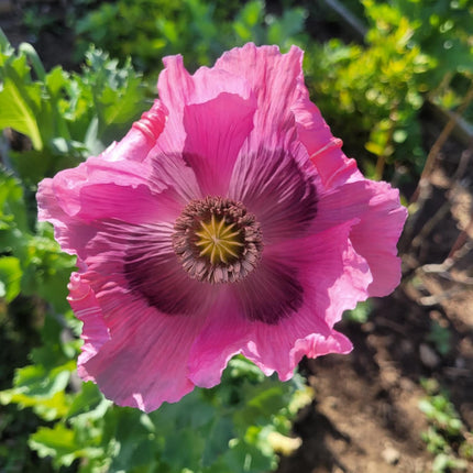 Poppy, la reine du drame