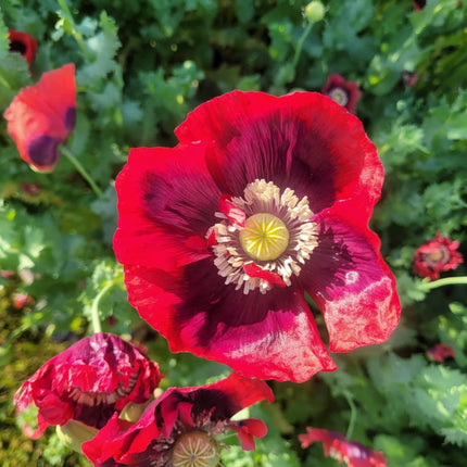 Poppy, la reine du drame