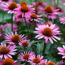 Always Grand Flowers
