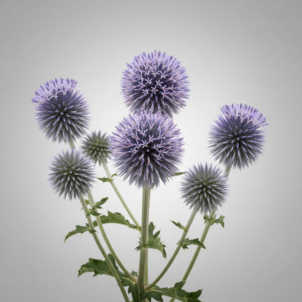 Globe Thistle Blue Seeds – Heirloom Perennial Classic