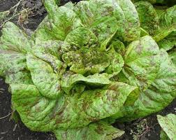 Lettuce, Forellenschluss