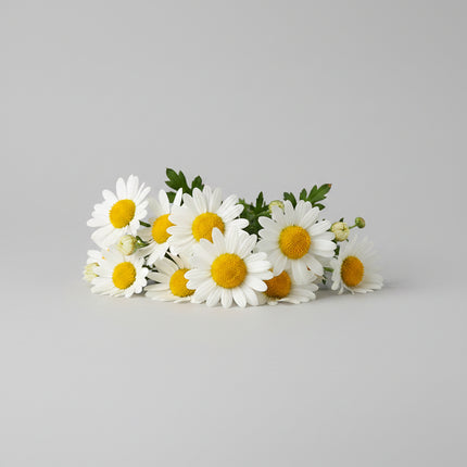 Crown Daisy (Garland) Seeds – Heirloom Asian Greens & Edible Flower