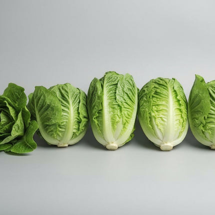 Lettuce Green Romaine Seeds – Heirloom Crisp-Head Salad Staple