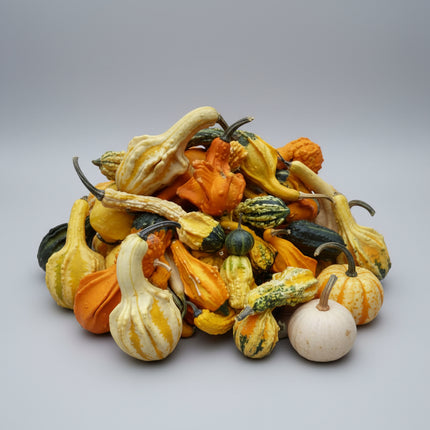 Courge, Gremlins Mixte