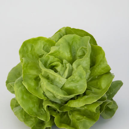 Laitue, salade de Gustav