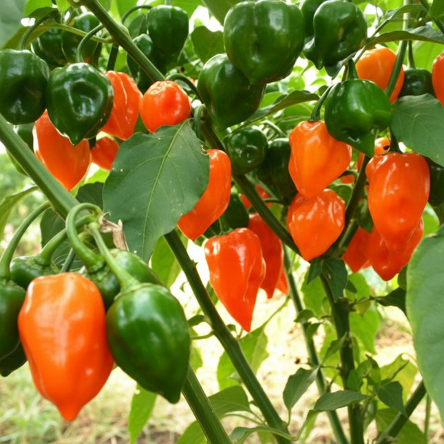 Pepper Orange Habanero Seeds – Heirloom Fiery Hot Favorite