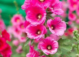 Always Grand Flowers