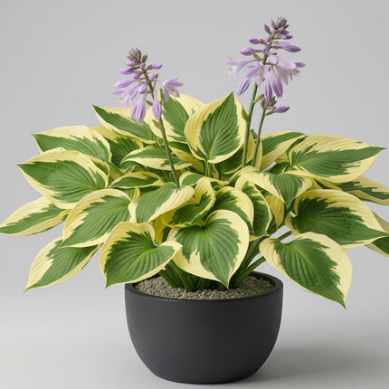 Hosta Seeds – Heirloom Shade-Loving Foliage Classic