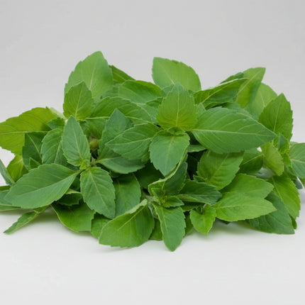 Basilic doux