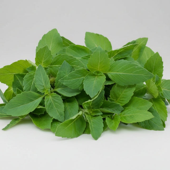 Basil Indian (Tulsi / Holy Basil) Seeds – Heirloom Aromatic Herb