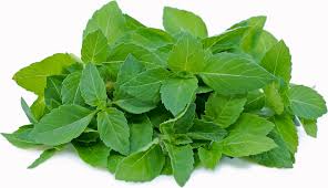 Indian Basil