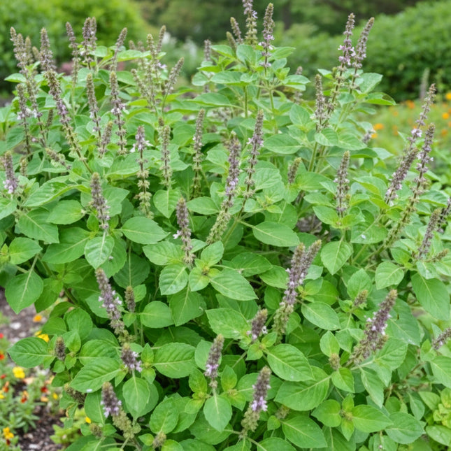 Basil Indian (Tulsi / Holy Basil) Seeds – Heirloom Aromatic Herb