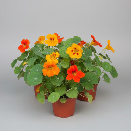 Nasturtium Jewel Mix Seeds – Heirloom Edible Flower Classic