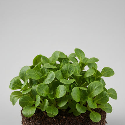 Laitue, salade mesclun