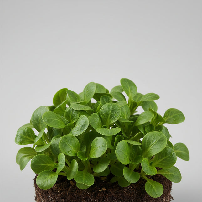 Lamb's Lettuce Corn Salad Seeds – Heirloom Cool-Hardy Gourmet Green