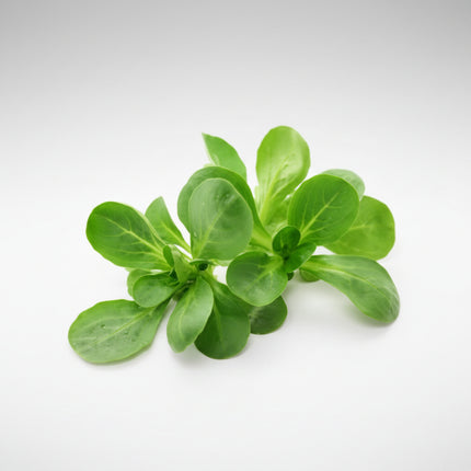 Laitue, salade mesclun