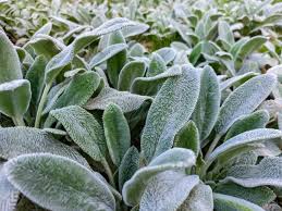 Lamb's-ear
