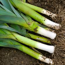 Leek, American Flag