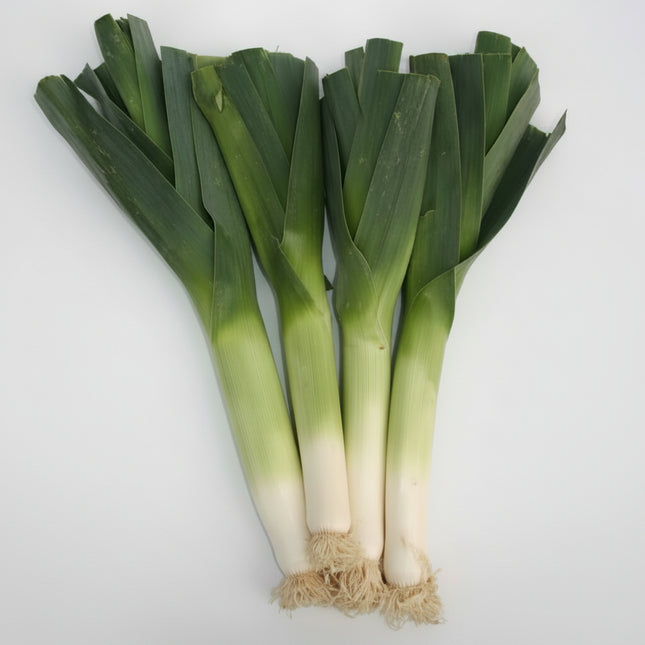 Leek American Flag Seeds – Heirloom Cold-Hardy Favorite